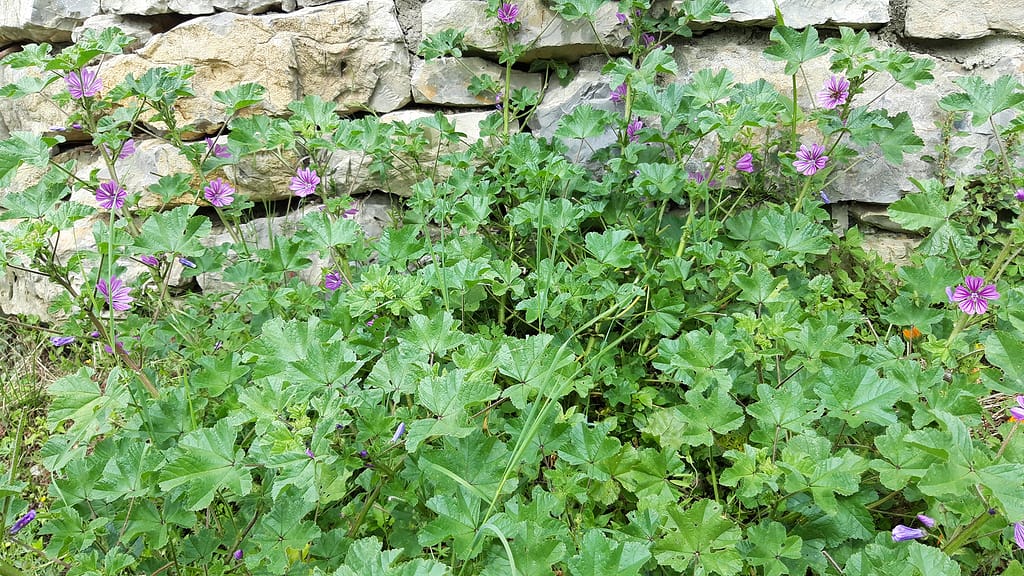 Malva