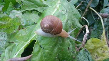 Lumaca Helix Pomatia