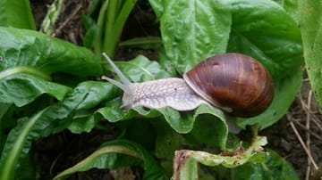 Lumaca Helix Pomatia