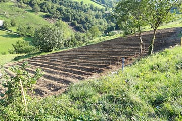 Zafferaneto