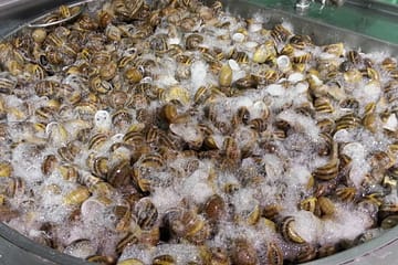 Bava di lumaca