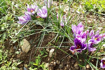 Oro nel piatto