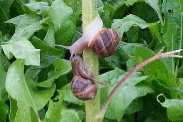 Bacio