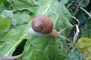 Lumaca Helix Pomatia