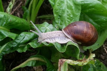 Lumaca Helix Pomatia