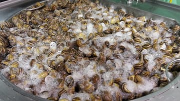 bava di lumaca